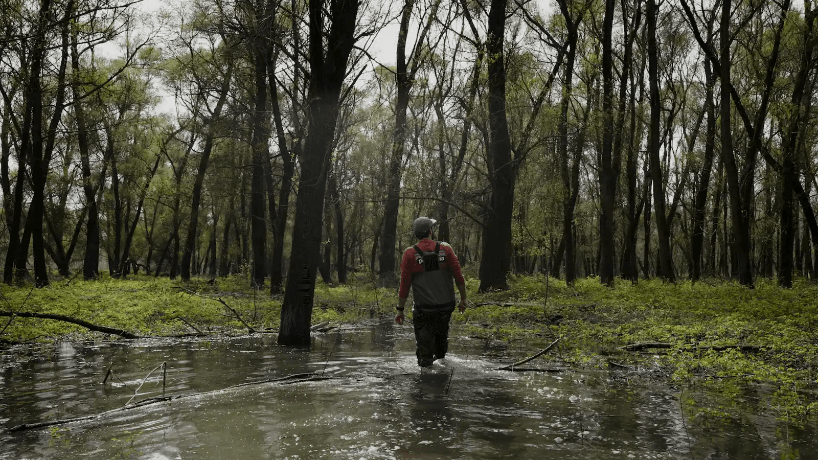 A conservation worker walking through flooded woodland